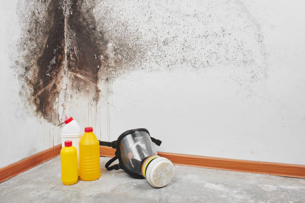 Best Emergency Mold Removal  in Winnebago, IL