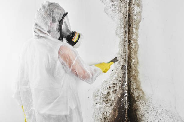Best Local Mold Removal Service  in Winnebago, IL