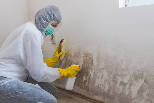 Best Black Mold Removal  in Winnebago, IL