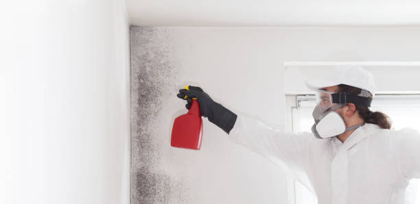 Best Certified Mold Removal  in Winnebago, IL