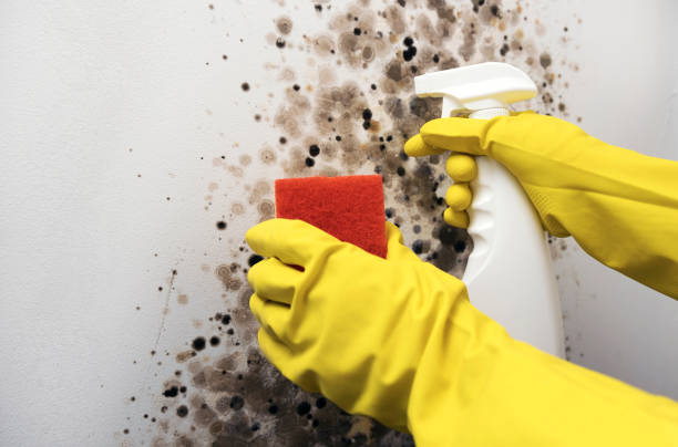 Best Local Mold Removal Service  in Winnebago, IL