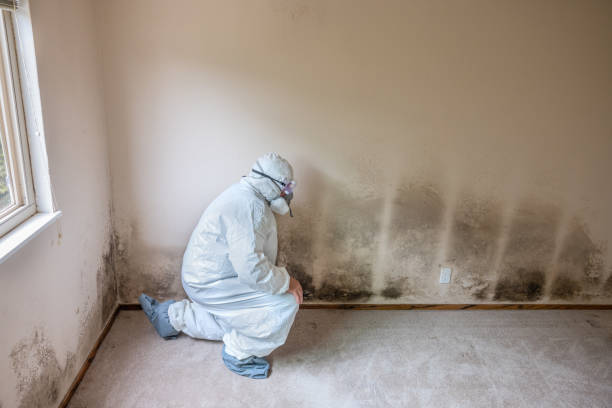 Best Mold Inspection  in Winnebago, IL