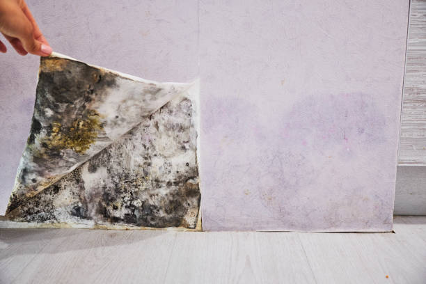 Best Mold Remediation  in Winnebago, IL
